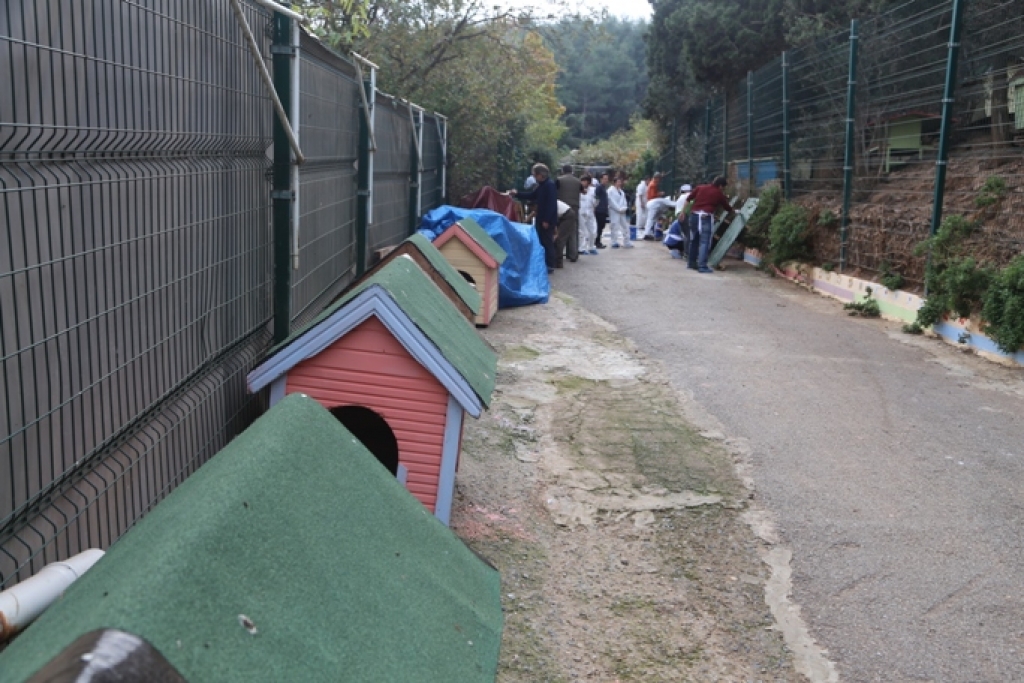 BÜYÜKADA BARINAĞI RENGARENK